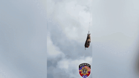 Runaway zebra’s wild adventure comes to an end after dramatic helicopter rescue