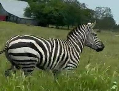 Escaped zebra caught on camera running along busy Tennessee roadway as chaos forces lane closures