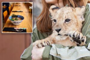 Restaurant slammed for offering lion cub snuggles with 0 four-course meal: ‘Morally unacceptable and dangerously irresponsible’