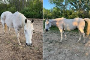 NY cops on hunt for stolen horse as they worry it might break its diet — with deadly consequences