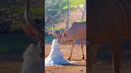 Animals at Phoenix Zoo beat summer heat with cool treats
