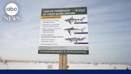 Shark “most likely” bit woman at New York’s Jones Beach, officials say