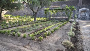 Ancient Roman ‘perfume garden’ blooms again nearly 1,900 years after Vesuvius eruption