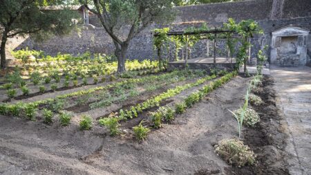 Ancient Roman ‘perfume garden’ blooms again nearly 1,900 years after Vesuvius eruption