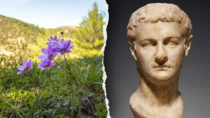 Ancient Roman emperor Caligula had an unexpected interest in medicinal plants, historians find