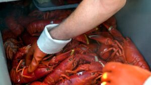 PETA calls Maine lobster festival ‘egregiously cruel’ in new lawsuit against city