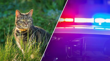 California police make gruesome feline discovery in U-Haul van; owner faces animal cruelty charges