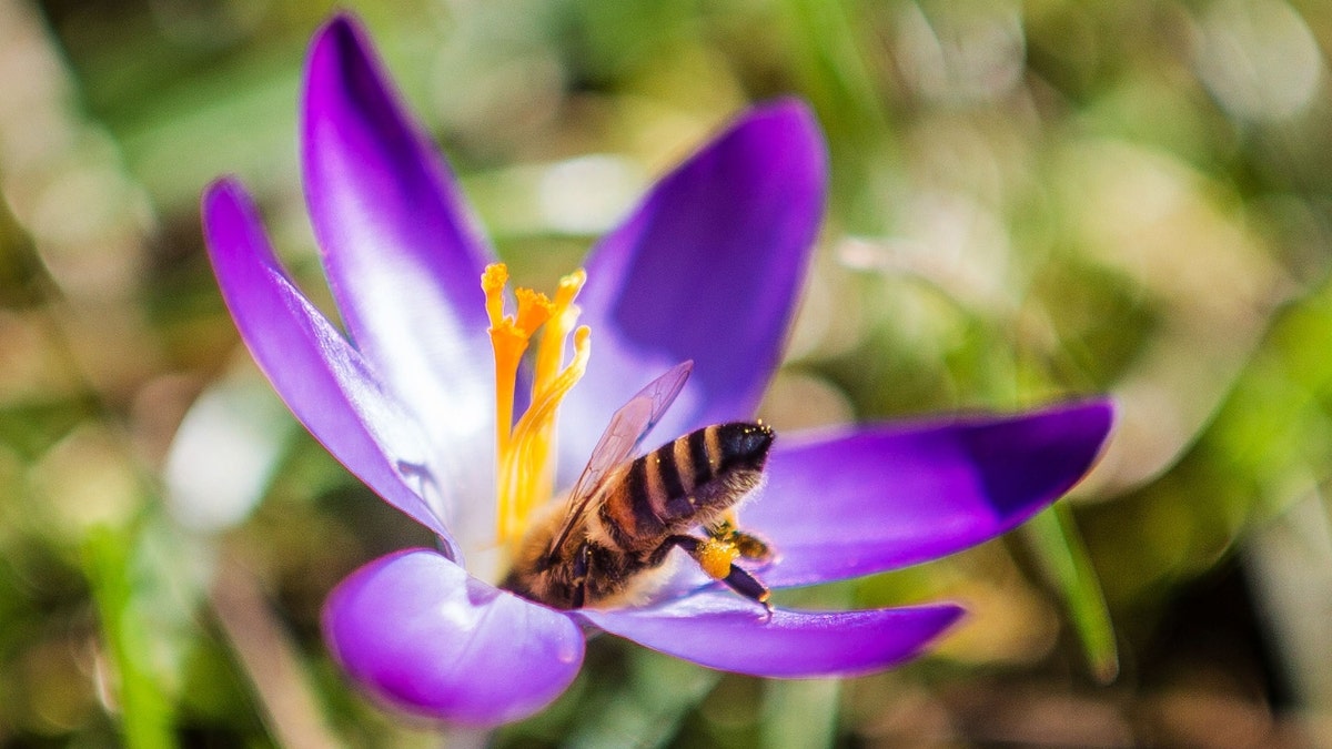 bee on flower