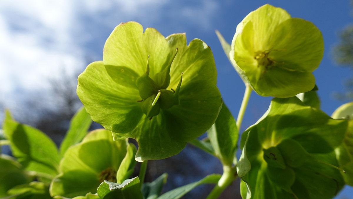 Close-up of hellebore leaves in field