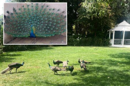 Dozens of peacocks — worth about K a piece — mysteriously vanish from historic California hotel
