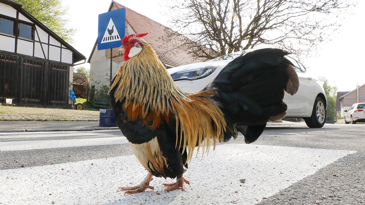 Chicken crosses the road