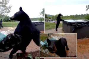 Polite black bear stuns New Hampshire homeowners after ringing doorbell before exploring hot tub: video