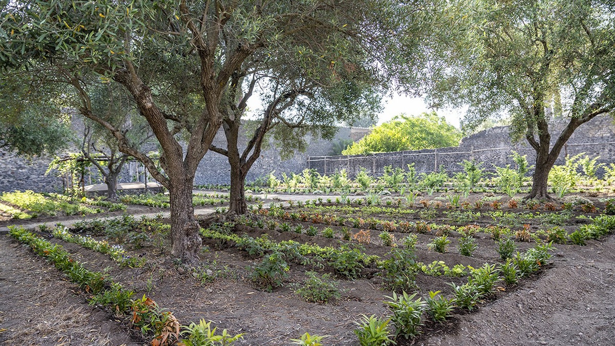 Reconstructed Pompeii garden next to tree