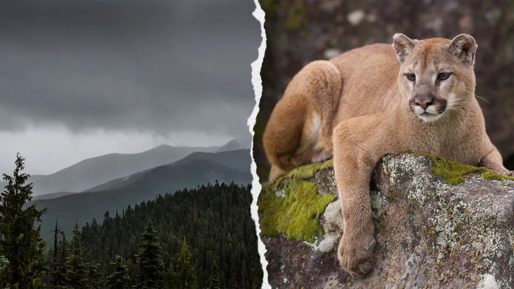 Mountain lion attacks 4-year-old walking with family at Washington’s Olympic National Park