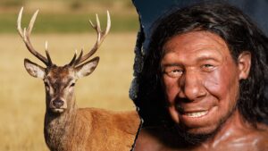 Neanderthals extracted animal fat in advanced food prep ‘fat factories’ 125,000 years ago: report