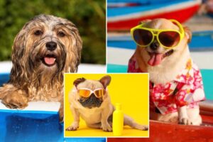 Does your dog need sunscreen? Which breeds are most susceptible to burns — and how to protect them