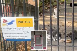 Trapped ats heard crying from inside closed NYC day care, but city insists there are no animals inside