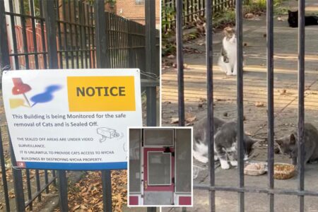 Trapped ats heard crying from inside closed NYC day care, but city insists there are no animals inside
