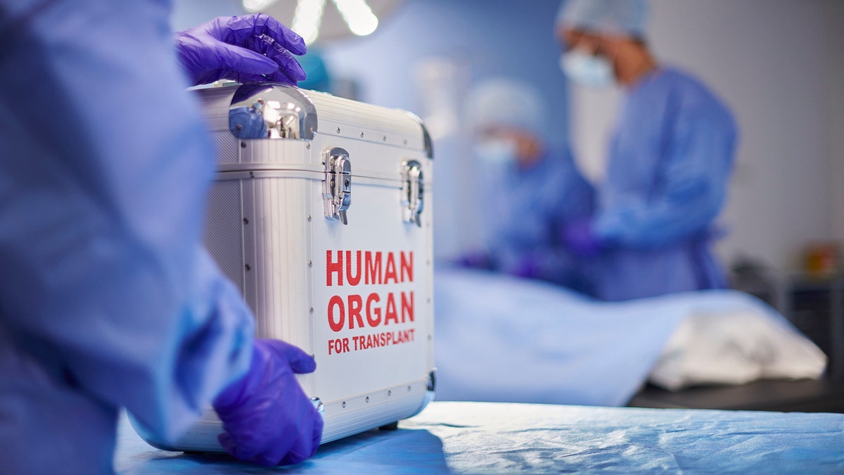A box carrying an organ for transplantation can be seen on an operating room table. 