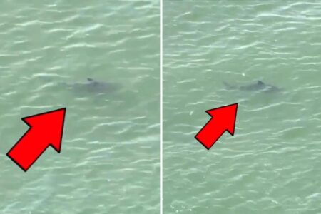 Several sharks spotted ‘very close to beachgoers’ in the Rockaways, prompting closure on busy July 4th