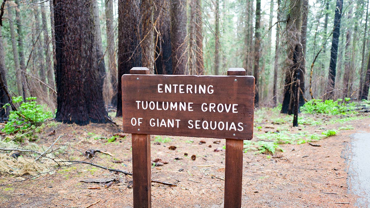 Carved wooden sign at Tuolumne Grove of giant sequoia redwood trees