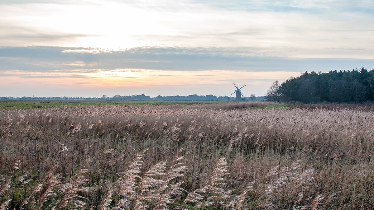 Stock image of field in Norfolk with grain, windmill