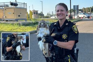 Hawk-eyed Long Island deputy sheriff rescues injured bird on side of busy road