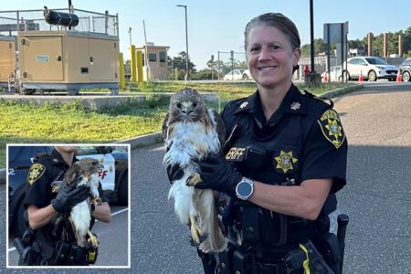 Hawk-eyed Long Island deputy sheriff rescues injured bird on side of busy road