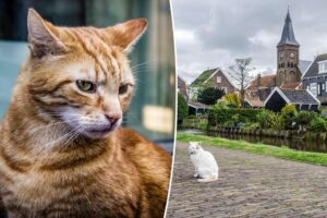 Cats keep drowning in Amsterdam’s canals — so the city came up with a clever plan to save feline lives