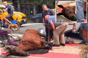 Cause of death revealed for NYC carriage horse Lady, who died on street this week