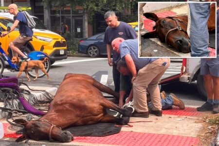 Cause of death revealed for NYC carriage horse Lady, who died on street this week