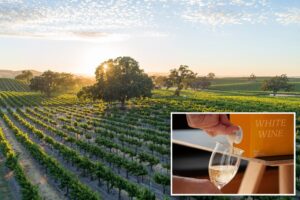 Boxed wine isn’t just swill anymore, experts say — here’s how to get the most bang for very few bucks
