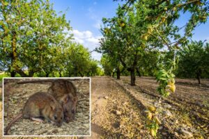 0M in losses projected in California as almond farms overrun with nut-hungry rats