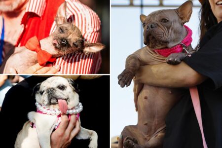 World’s ugliest dog crowned — see why a ‘gentle soul’ bulldog named Petunia was tops: ‘Unique beauty’
