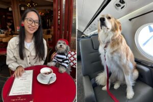 New Yorkers are taking their dogs everywhere — or going nowhere