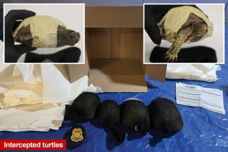 Chinese national in NYC tries to smuggle .4M worth of protected turtles to Hong Kong — by labeling them ‘toys’