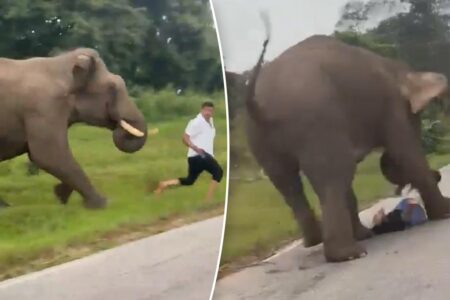 Wild elephant tramples tourist, stripping off their pants, after ignorant selfie attempt