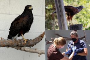 Hawk returns to California zoo after 15-months in the wild: report