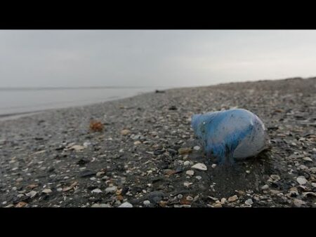 Several beaches in France close after sightings of venomous Portuguese man o’war
