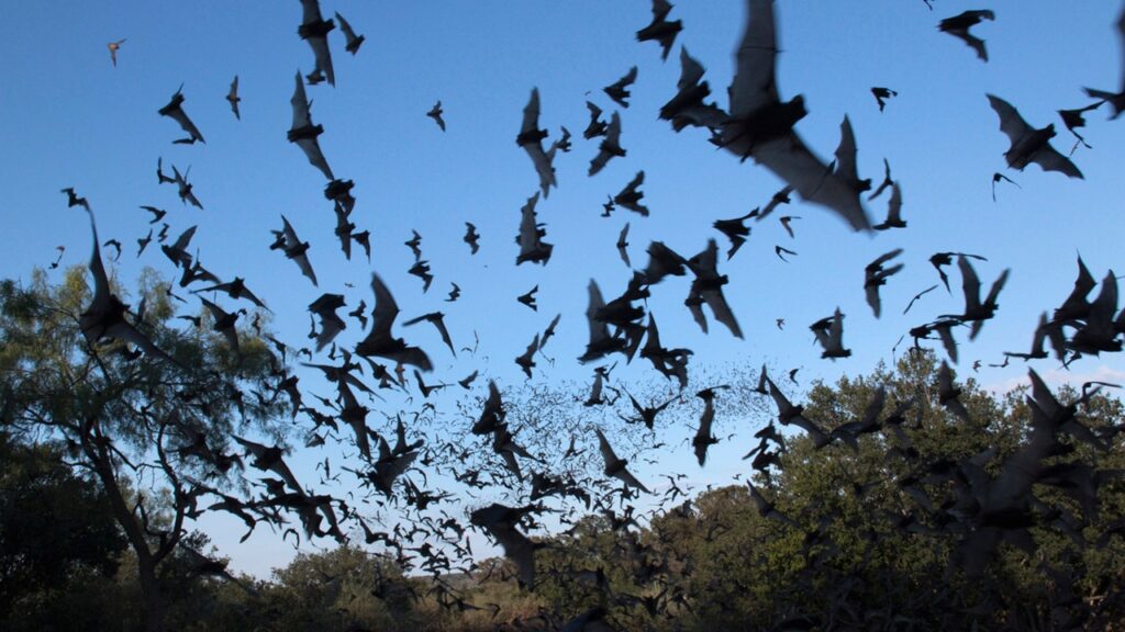 Bat flies into tourist’s mouth during Arizona night sky photography trip