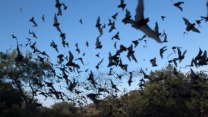 Bat flies into tourist’s mouth during Arizona night sky photography trip