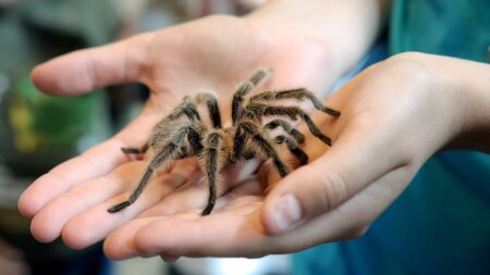 Tarantulas are on the move and will swarm during mating season in certain states