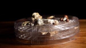 New faith group that uses ‘psychedelic mushrooms’ lands legal win under religious freedom law
