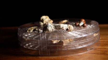 New faith group that uses ‘psychedelic mushrooms’ lands legal win under religious freedom law