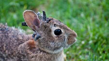 Wild rabbits spotted with strange ‘horn-like’ growths sprouting from their heads