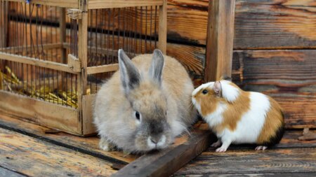 Would you donate pets for zoo to feed to its predators? Some say ‘yes’