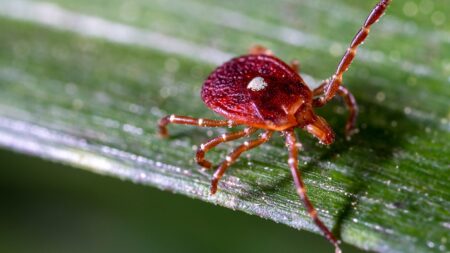 Martha’s Vineyard residents forced to go vegan, become ‘social pariahs’ because of bloodsucking insect