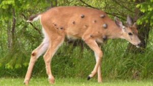 Viral photos of deer with strange warts follow ‘Frankenstein’ rabbit, squirrel sightings