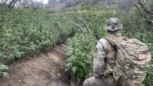 Thousands of illegal hidden marijuana plants removed from national park along with gun, dangerous chemicals