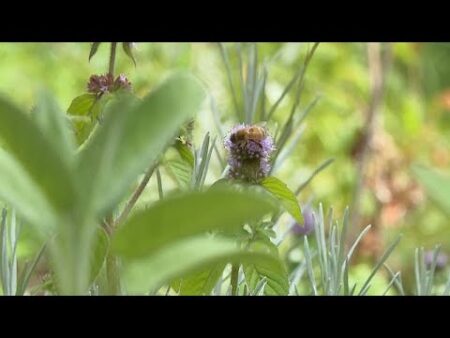 Inside Berlin’s ‘Monk’ garden that grows edible and medicinal plants